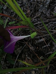 Ipomoea suffulta