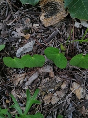 Ipomoea suffulta