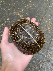 Terrapene ornata