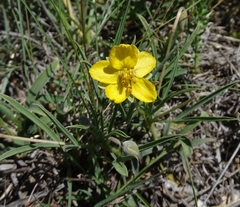 Senna pumilio