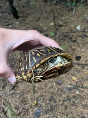 Terrapene ornata