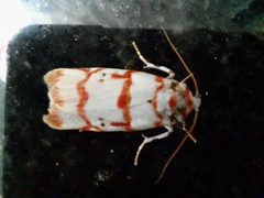 Cyana pseudojavanica