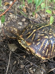 Terrapene ornata