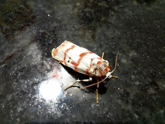 Cyana pseudojavanica