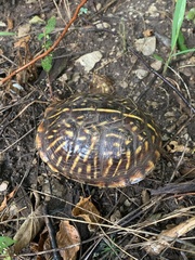 Terrapene ornata