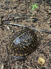 Terrapene ornata