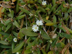 Delosperma patersoniae