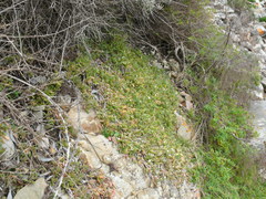 Delosperma patersoniae