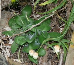 Haemanthus albiflos