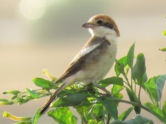 Lanius senator senator