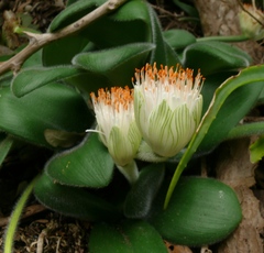 Haemanthus albiflos