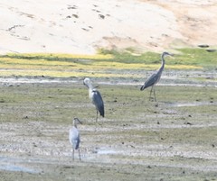 Ardea cinerea