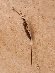 Ichneumonidae