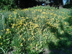 Primula veris macrocalyx