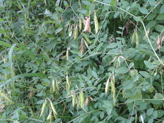 Vicia dumetorum