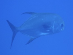 Trachinotus blochii