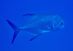 Trachinotus blochii