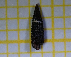 Monophorus perversus