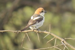 Lanius senator senator