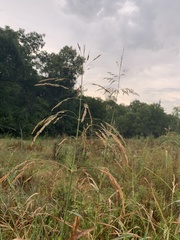 Sorghum halepense