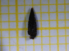 Monophorus perversus