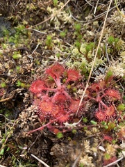 Drosera rotundifolia