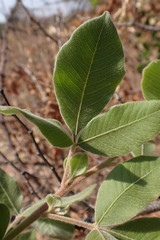 Searsia pyroides