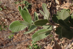 Searsia pyroides