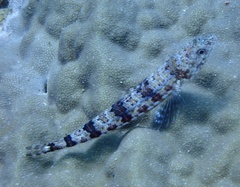 Synodus variegatus