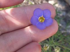 Giliastrum rigidulum