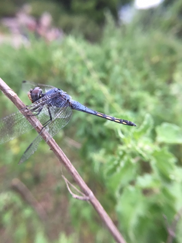 Swampwatcher