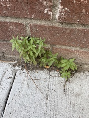 Chenopodium album