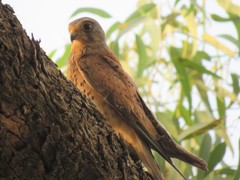 Falco tinnunculus tinnunculus