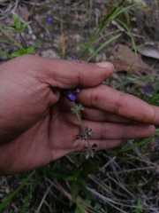 Stemodia durantifolia