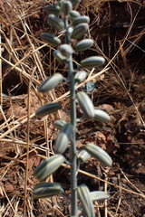 Albuca