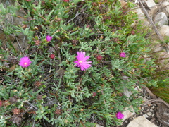 Lampranthus aestivus