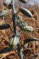 Albuca
