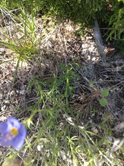 Giliastrum rigidulum