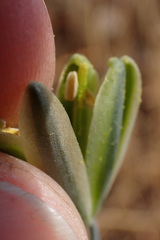 Albuca