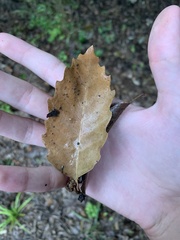 Quercus muehlenbergii