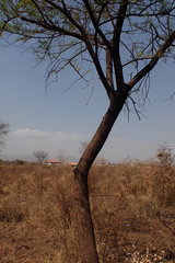 Vachellia tortilis