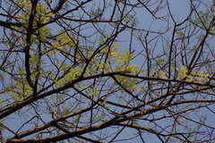 Vachellia tortilis