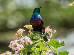 Cinnyris erythrocercus