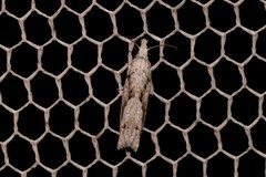 Holocola thalassinana