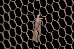 Holocola thalassinana