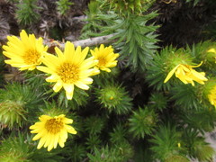 Cullumia carlinoides