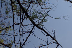 Vachellia tortilis