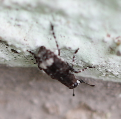 Tropideres albirostris