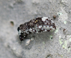 Tropideres albirostris