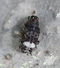 Tropideres albirostris